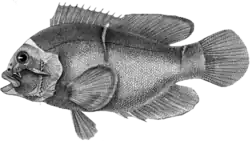 Un dessin en noir et blanc d'un poisson de profil. Ses nageoires sont déployées et sa bouche légèrement ouverte.