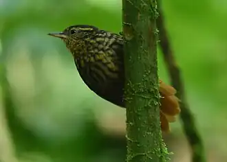 Description de l'image Premnornis guttuliger Rusty-winged barbtail; Pereira, Risaralda, Colombia.jpg.
