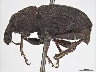 Description de cette image, également commentée ci-après