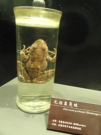 Description de l'image Preserved specimens - Kunming Natural History Museum of Zoology - DSC02412.JPG.