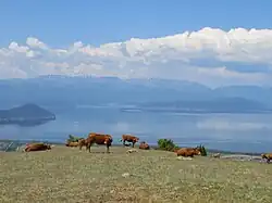 Bovins près du lac Prespa, dans l'Épire.