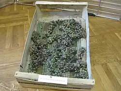 Passerillage du raisin sur caisse en bois.