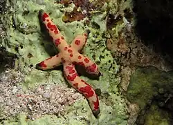 Spécimen crème à pois rouges