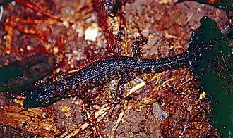 Description de l'image Prickly Rainforest Skink (Gnypetoscincus queenslandiae) (9774749225).jpg.