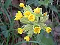 Primula veris.