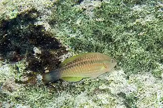 Phase initiale (femelle)