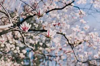 Magnolia en fleur au jardin du Las, photo Kevin Pinon.