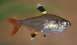 Pristella maxillaris