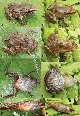 Description de l'image Pristimantis albertus (10.3897-zookeys.994.56277) Figure 8.jpg.