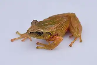 Description de l'image Pristimantis anolirex.jpg.