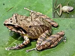 Description de l'image Pristimantis bipunctatus (10.3897-zse.98.84963) Figure 7.jpg.