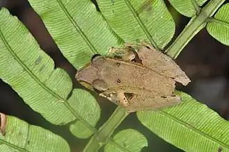 Description de l'image Pristimantis cf lanthanites (14836739625).jpg.