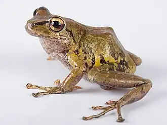 Description de l'image Pristimantis mindo.jpg.