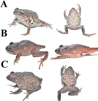Description de l'image Pristimantis orestes (10.3897-zookeys.864.35102) Figure 2.jpg.