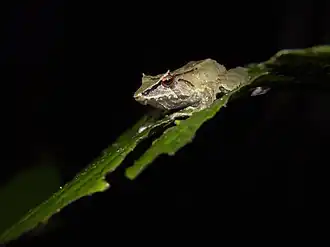 Description de l'image Pristimantis silverstonei 29266080.jpg.