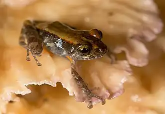 Description de l'image Pristimantis ventrimarmoratus.jpg.