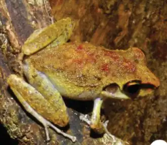 Description de l'image Pristimantis zeuctotylus (10.3897-zookeys.762.22634) Figure 3 (cropped).jpg.