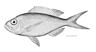 Description de l'image Pristipomoides_macrophthalmus.jpg.