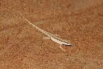 Description de l'image Pristurus minimus.jpg.