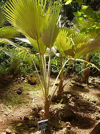 Description de l'image Pritchardia limahuliensis (Limahuli Garden and Preserve).JPG.