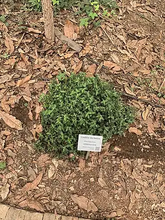 Description de l'image Priva lappulacea.jpg.