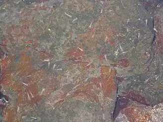 Procaris ascensionis, de la super-famille des Procarididea.