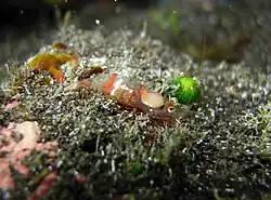 Une crevette non identifiée de la famille des Penaeidae