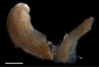 Un (Prochaetodermatidae)