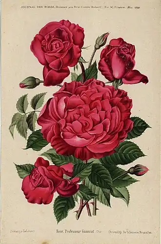 Rose 'Professeur Ganiviat'