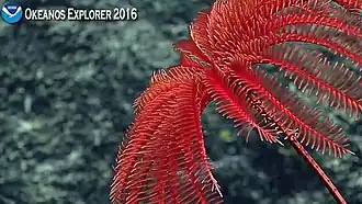 Idem, au large des Mariannes. On voit les cirrhes sur la partie proximale de la tige.