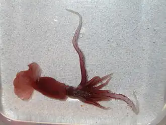 Promachoteuthis sloani (Promachoteuthidae)