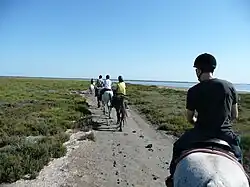 Groupe de cavaliers à cheval vus de dos.