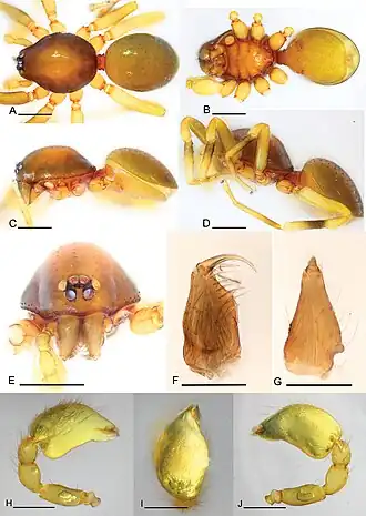 Description de l'image Promolotra shankhaung (10.3897-zookeys.931.49638) Figure 1.jpg.