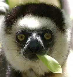 Sifaka de Verreaux mangeant une feuille.