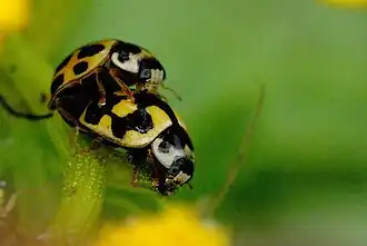 Propylea quatuordecimpunctata, Accouplement (Commanster, Ardennes belges)