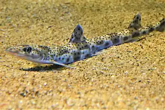 Description de l'image Proscyllium habereri in an aquarium.jpg.