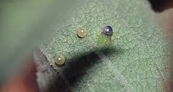 Les œufs au revers des feuilles d'aristoloche.