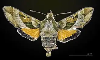 Face dorsale de la femelle MHNT
