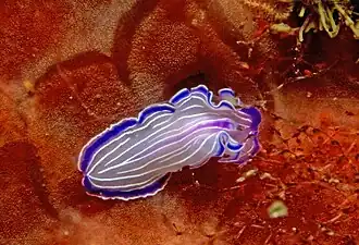 Prostheceraeus giesbrechtii