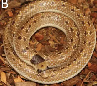 Description de l'image Prosymna angolensis.png.