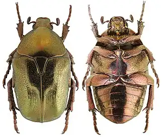 Description de l'image Protaetia_(Netocia)_fieberi_fieberi.Dorsal%26Ventral.jpg.