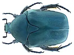 Cétoine mate (Protaetia opaca&nbsp;(es))