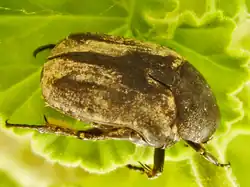 Cétoine oblongue (Protaetia oblonga&nbsp;(es))