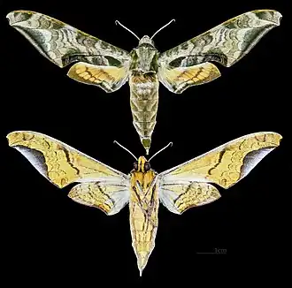 Protambulyx astygonus - MHNT