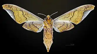 Revers de la femelle MHNT