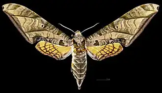 Protambulyx eurycles ♀  (coll.MHNT)