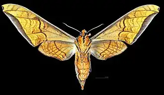 Protambulyx eurycles ♀ △(coll.MHNT)