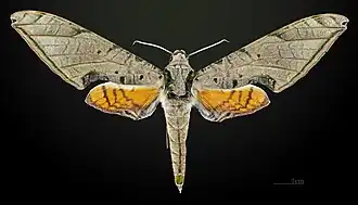 Description de cette image, également commentée ci-après