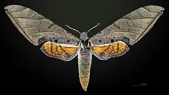 Face dosrale de la femelle MHNT