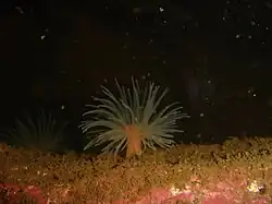 Pachycerianthus multiplicatus